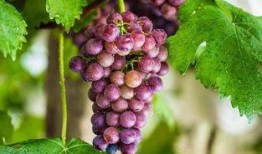 网红吃瓜葡萄图片大全,甜蜜瞬间大盘点